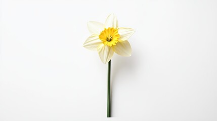 A single daffodil flower stands tall against a white background, its delicate petals unfurling in a graceful display of spring beauty. © BozStock