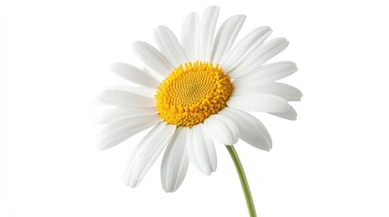 Fototapeta premium A single white daisy with a yellow center isolated against a white background.