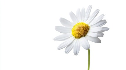 A single daisy flower isolated on a white background.