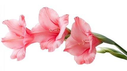 Beautiful pink gladiolus flowers.
