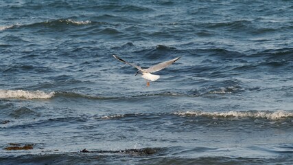 seagull flying over the sea