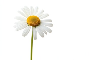 Single white daisy with yellow center isolated on white background.