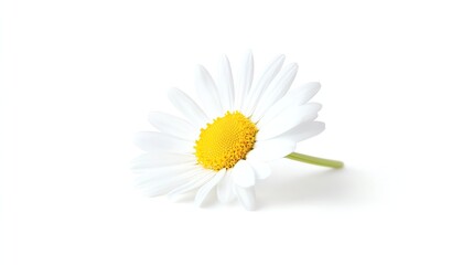 Fototapeta premium A single white daisy with a yellow center isolated on a white background.