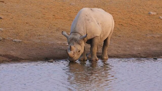 Black rhinoceros (Diceros bicornis) standing on the edge of a waterhole to drink, Etosha National Park Namibia