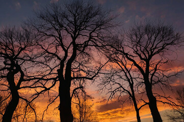 Sunset and silhouettes of trees in the mountains​ 