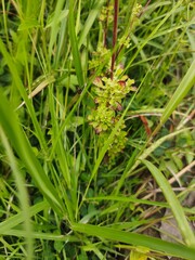 Close up grass field