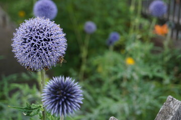 Flowers in the mountains 