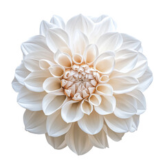 White flower isolated on transparent or white background 