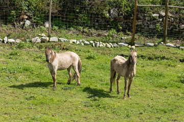 Two horses standing on green grass in paddock