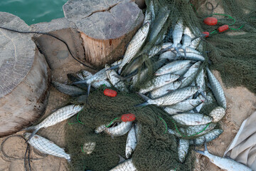 Freshly caught Milkfish covered by fishing net located on the shore