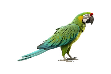 Fototapeta premium Green macaw on white background for nature, wildlife, tropical themes. Ideal for projects needing vibrant and colorful visuals