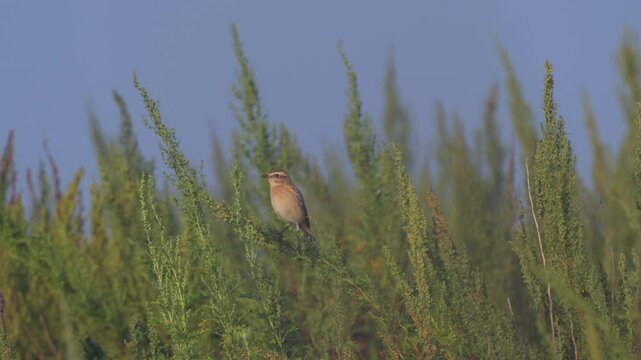Whiner ( Saxicola rubetra)  sitting on a branch in tall green grass. Wildlife.