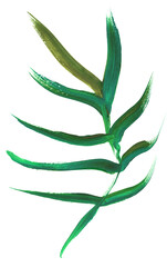 palm leaf painted in gouache with a dry brush isolated on a white background