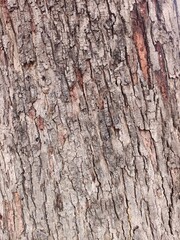 bark of a tree