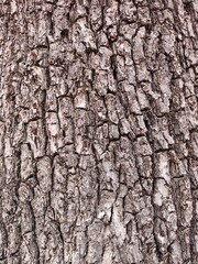 Naklejka premium texture