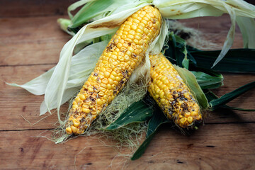 Diseased corn, close-up.