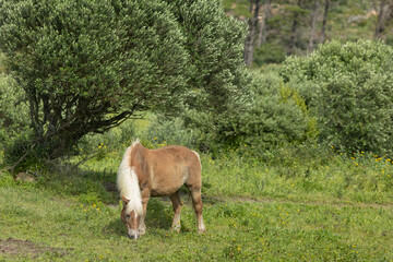 Horse grazing peacefully in a green meadow under an olive tree