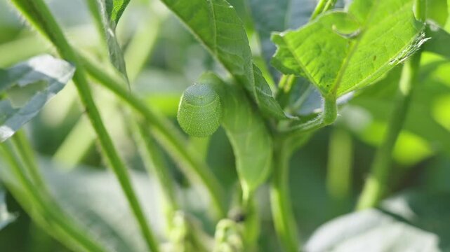 green hornworm caterpillar on the leaf.