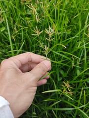 Hand touched a grass at field 