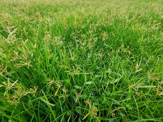 green grass background