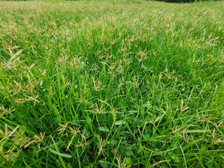 Grassy field green nature backyard 