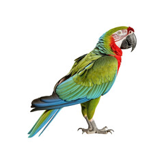 Obraz premium Green macaw on white background for nature, wildlife, tropical themes. Ideal for projects needing vibrant and colorful visuals