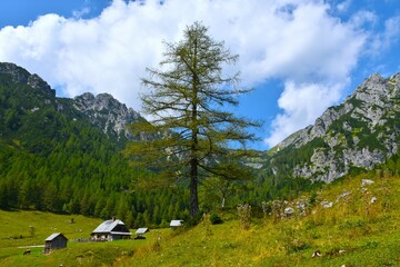 Larch (Larix decidua) tree at Konščica pasture with huts bellow the mountains in Julian alps,...