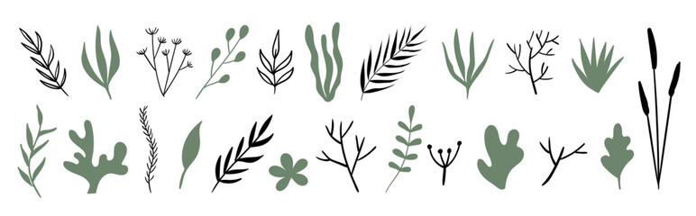 Hand drawn plants, herbs, flowers. Vector set of doodle boho minimal natural botanical elements for graphic design © Artulina