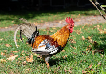 Rooster in the park in Porto's crystal palace. Side view