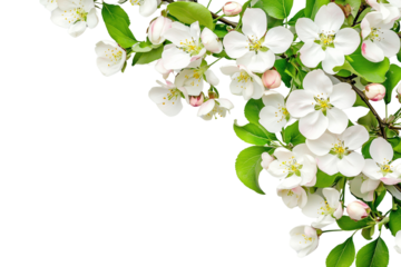 Blossoming branch of apple tree on corner border, flower on a transparent background