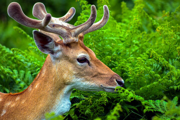 Portrait of a deer in the forest