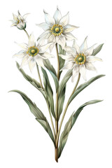 Beautiful illustration of Edelweiss flowers with vibrant petals and lush green leaves, ideal for botanical designs, watercolor art, PNG transparent background
