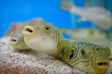 Cute puffer fish in a glass tank