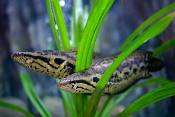Snakehead fish in a glass tank, a Thai river fish