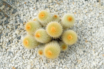 Cactus  flowers and thorns.