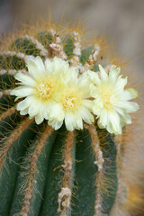 Cactus  flowers and thorns.