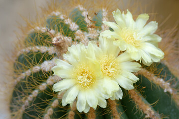 Cactus  flowers and thorns.