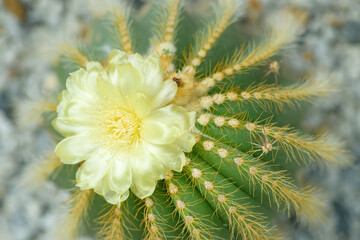 Cactus  flowers and thorns.