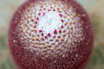 Cactus  flowers and thorns.