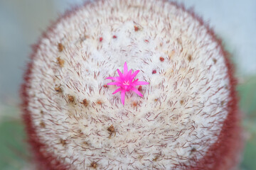 Cactus  flowers and thorns.