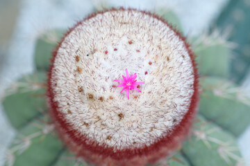 Cactus  flowers and thorns.