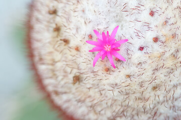 Cactus  flowers and thorns.