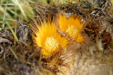 Cactus  flowers and thorns.
