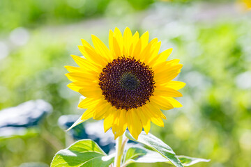 detail of sunflower bud