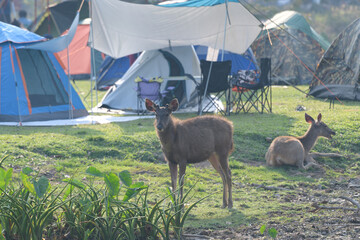 There are deer at the camping ground in Khao Yai National Park.