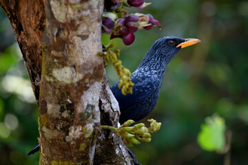 Myophonus caeruleus [flavirostris Group]
