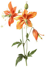 A vintage illustration of Columbine flowers with lush green leaves, perfect for botanical themes and nature-inspired designs, PNG transparent background