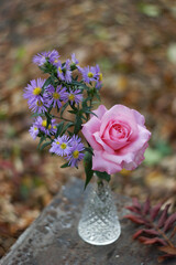 A pink rose and a sprig of lilac asters in a crystal vase against a background of blurred autumn foliage. Still life with flowers.