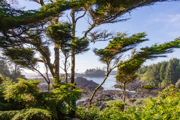Wild Pacific Trail, Ucluelet, Vancouver Island, Canada