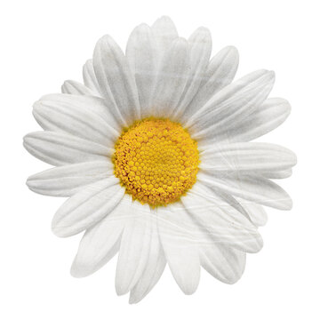 recommend clip art: White daisy png flower sticker, transparent background